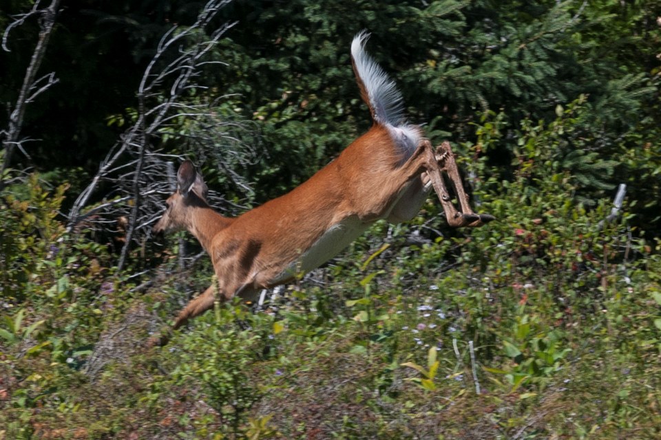 20150813_carden-alvar_deer-jumping-fence-hawke-7