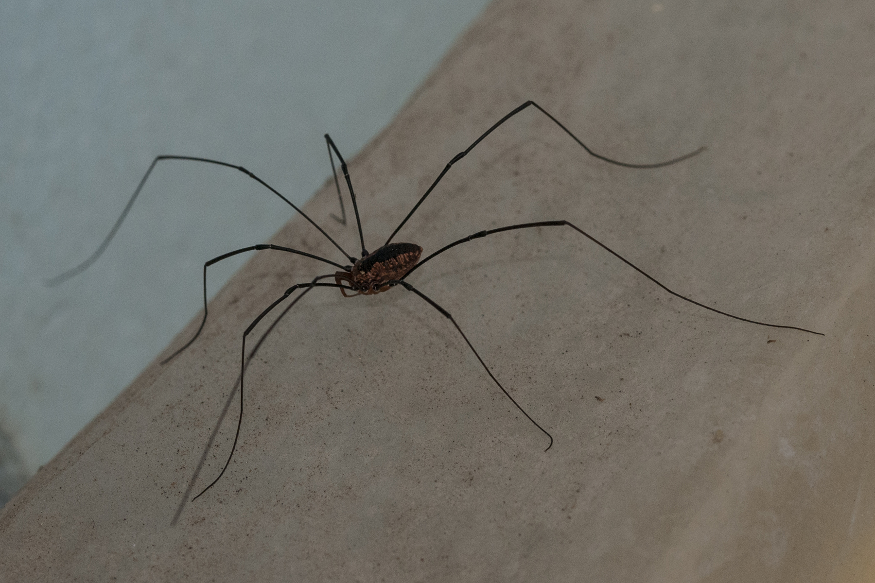 OUTDOORS: Daddy Longlegs belong in a class all their own - Orillia