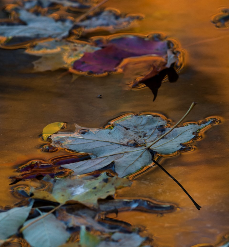 20151023_geneva-park_leaves-in-puddle-hawke-3