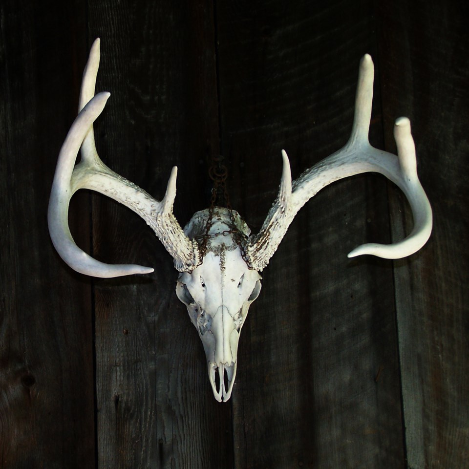 20160305_valk-valley_deer-skull-prep-by-dave-hawke