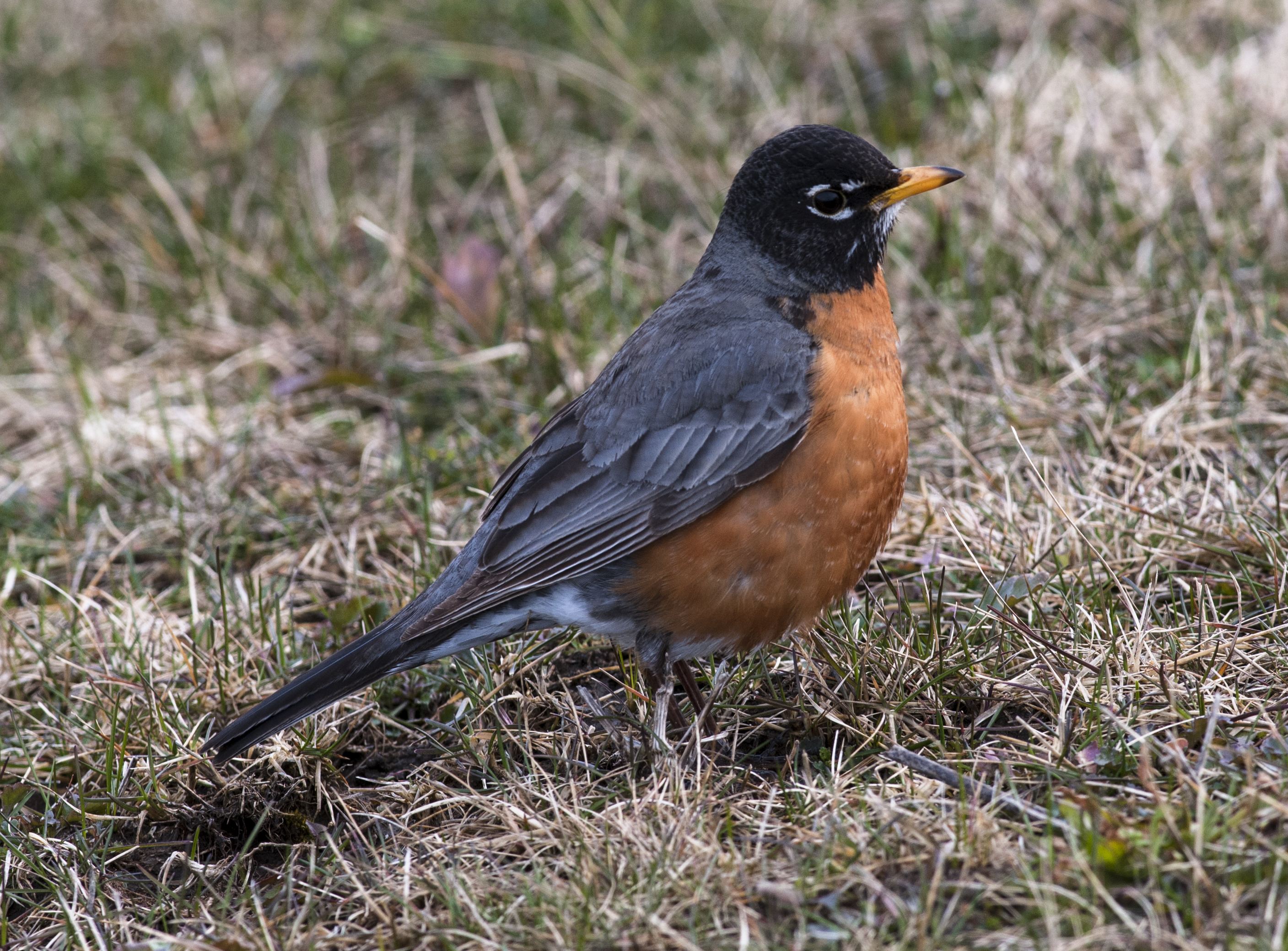 Robin  Happy Beaks