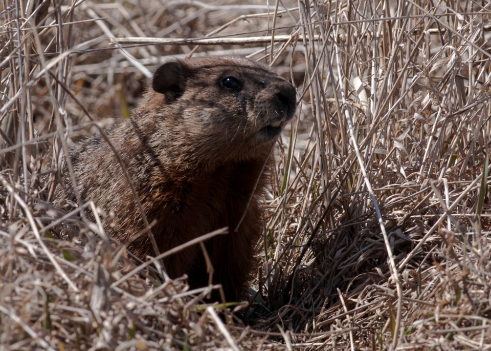 20160415_medonte-twp_groundhog-hawke-3