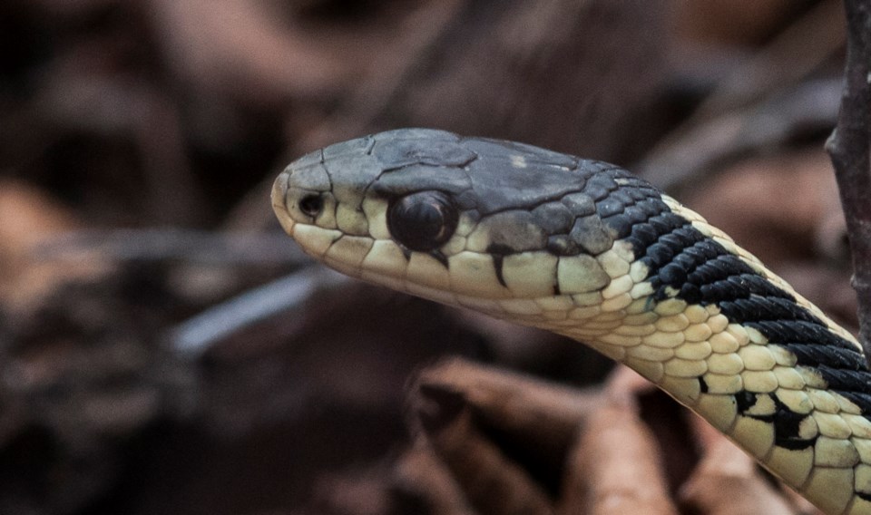 20160421_Garter Snake (3)