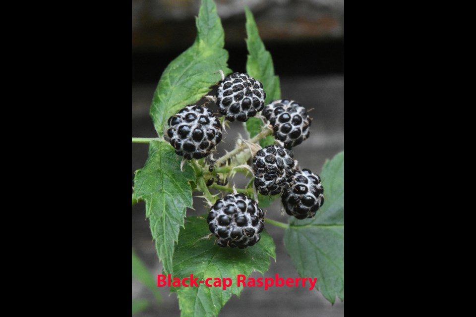 The black-cap raspberry has dark black clustered fruits. David Hawke/OrilliaMatters