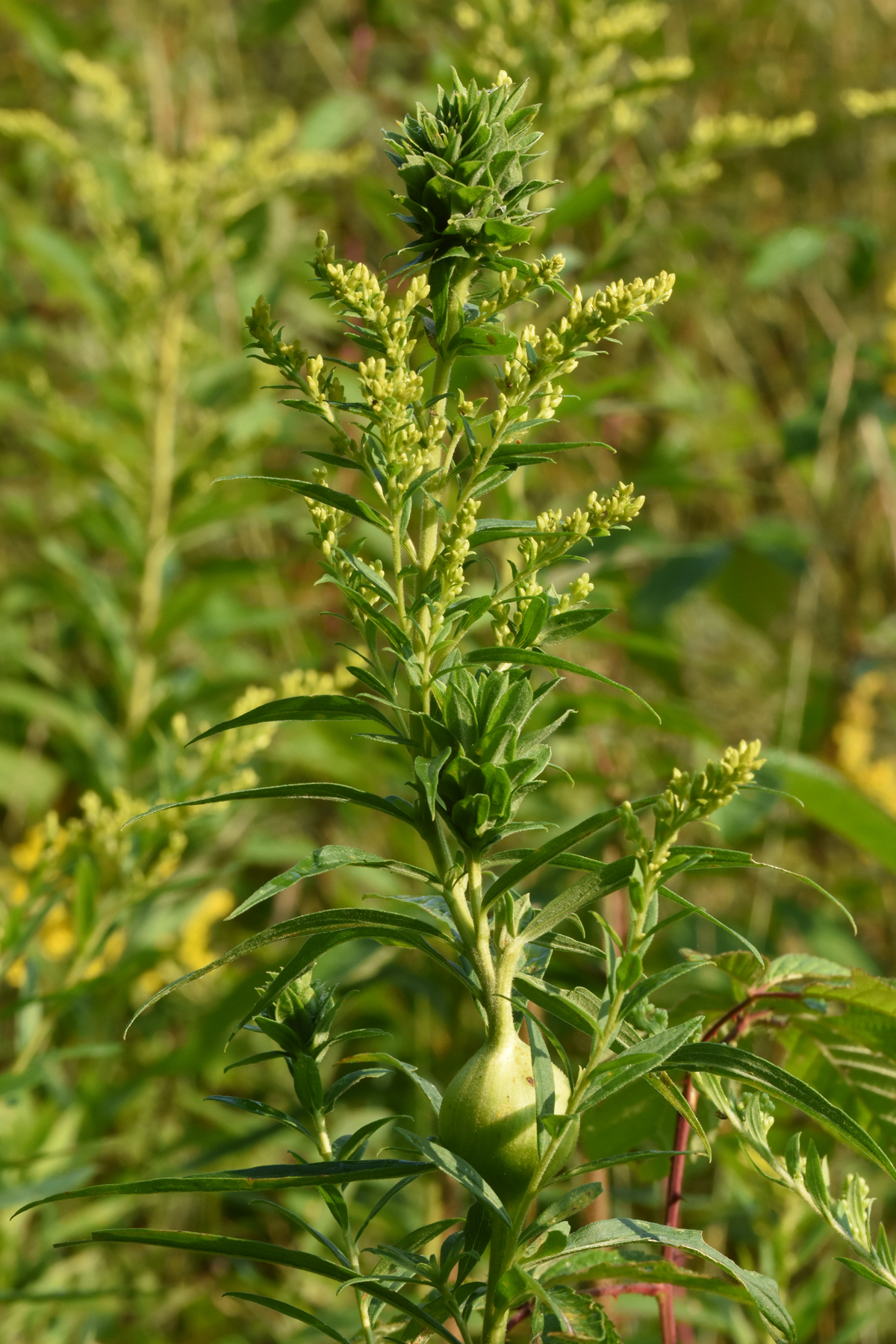Goldenrod A Scapegoat For Allergies Is A Medicinal Plant Orilliamatters Com