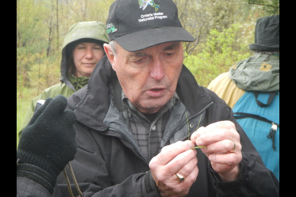 Orillia naturalist Bob Bowles examines a pine needle as he leads a class as part of the Ontario Master Naturalist Program, which he pioneered. It was the first of its kind in Canada. Supplied photo