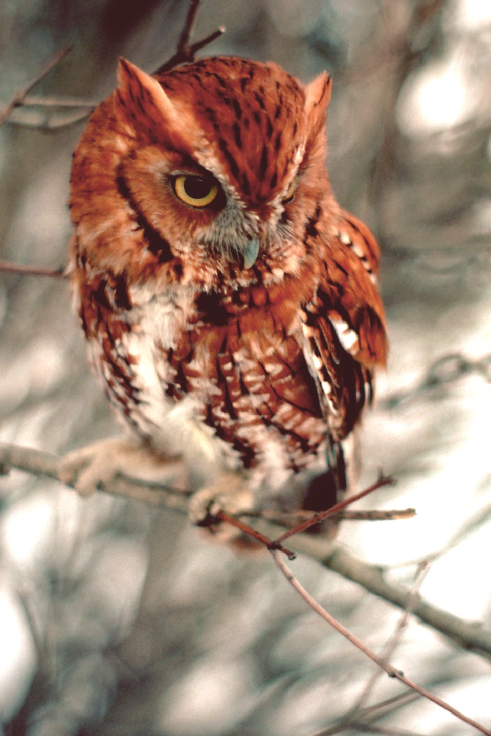 2018-03-17 Screech Owl.jpg