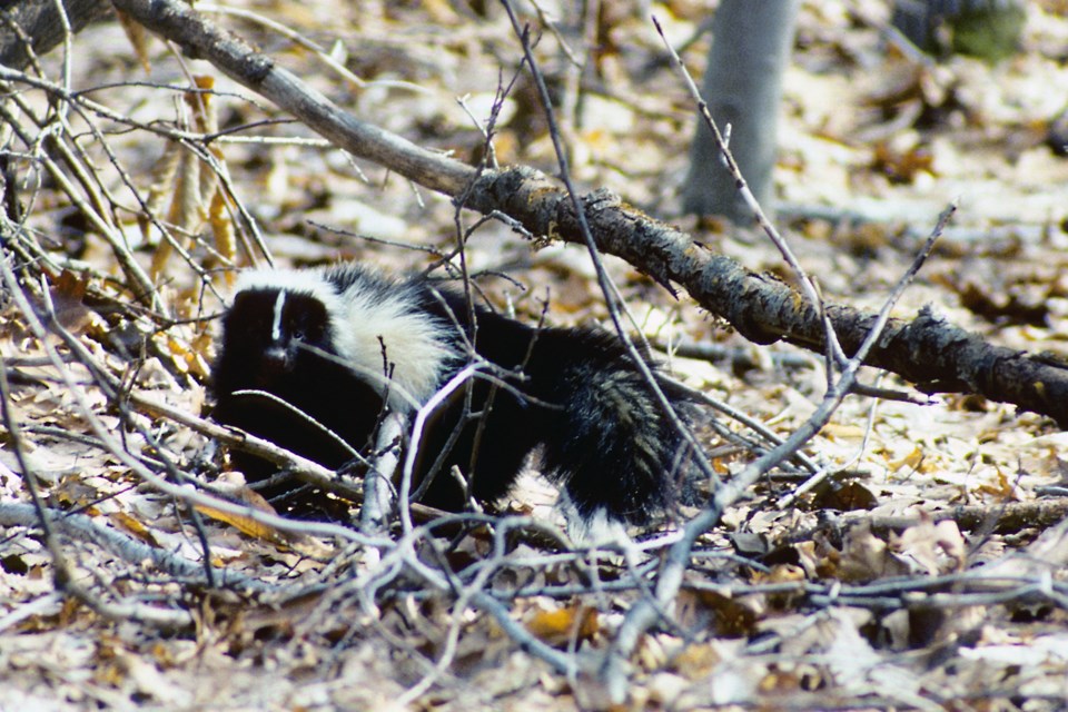 2018-03-24 Skunk in woods hawke.jpg