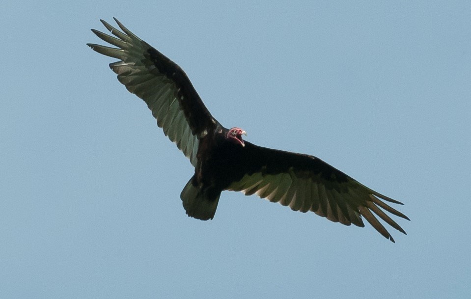 A turkey vulture in flight looking for a new menu item. David Hawke for OrilliaMatters