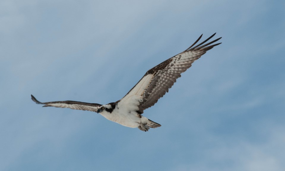 2018-05-06 osprey hawke.jpg