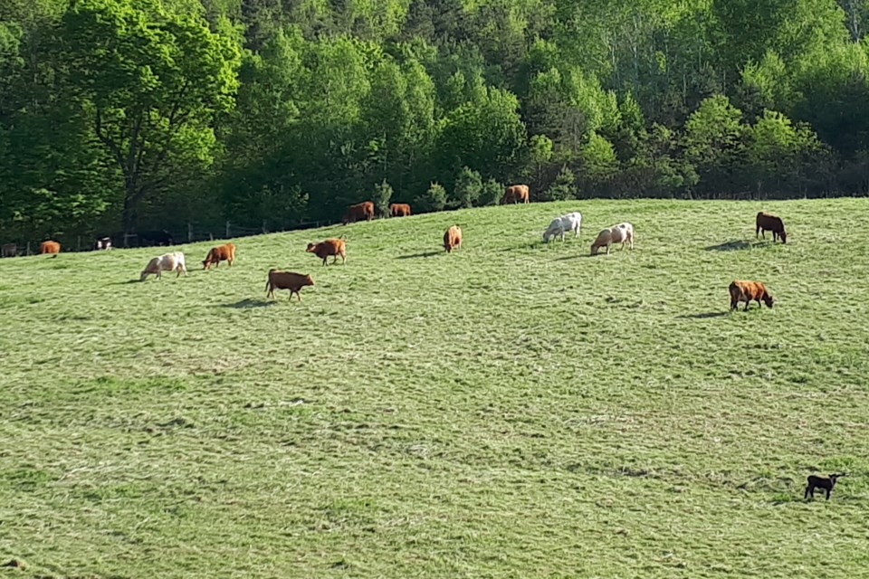 2018-06-10 David Hawke cattle field