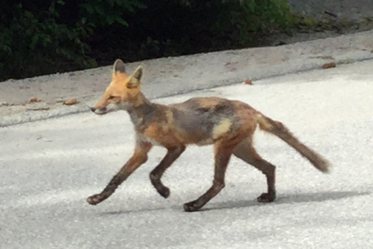 Appearance of this sickly fox alarmed Orillia residents in north ward -  Orillia News