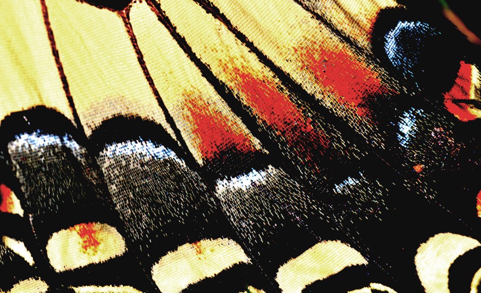 2018-07-15 hawke swallowtail close up.jpg