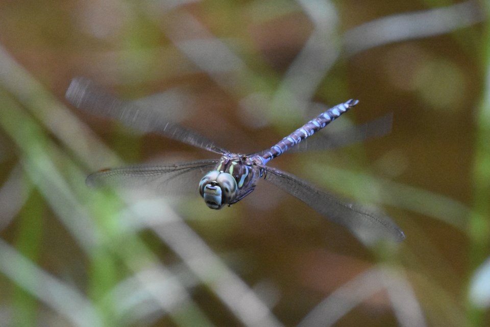 2018-07-16 dragonfly.jpg