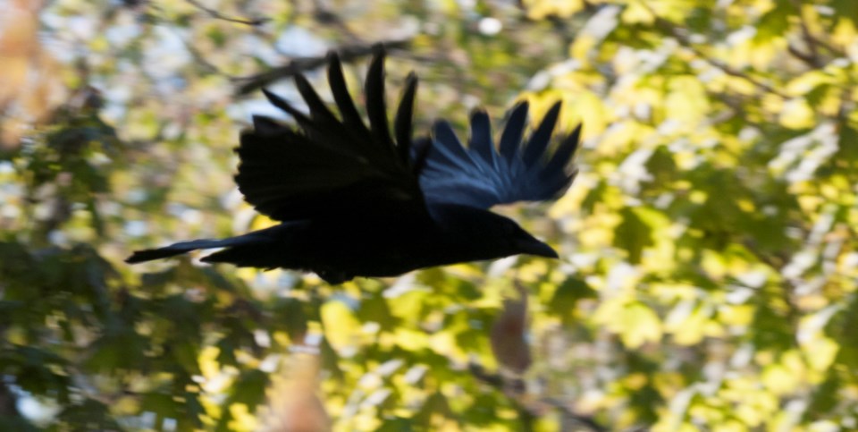 2018-08-12 hawke crows.jpg