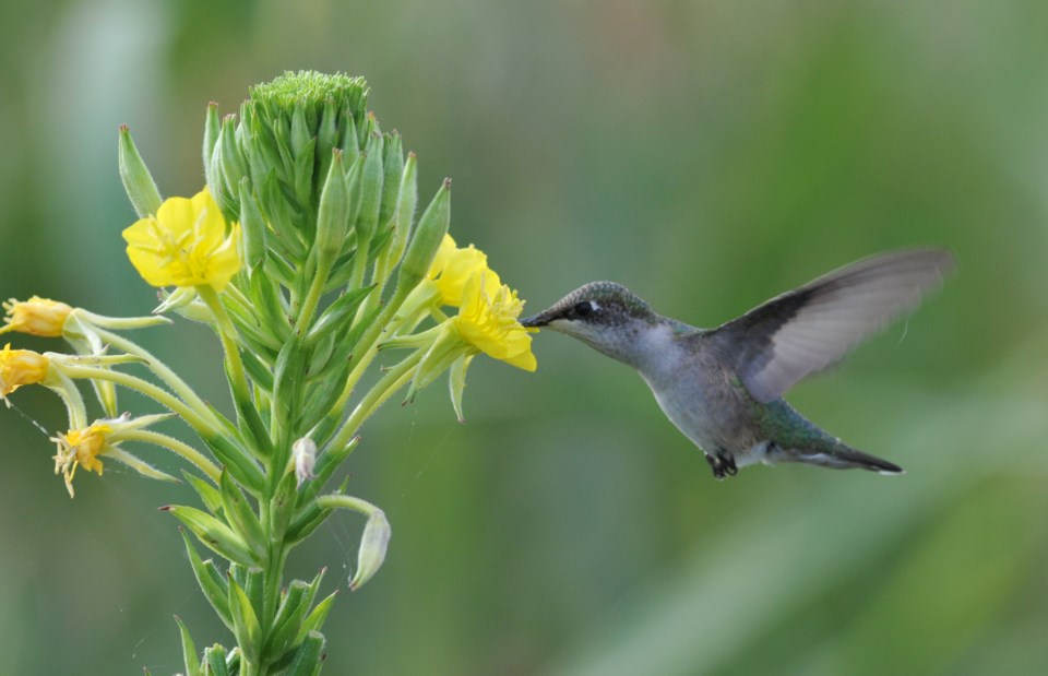 2018-09-16 hummingbird hawke.jpg