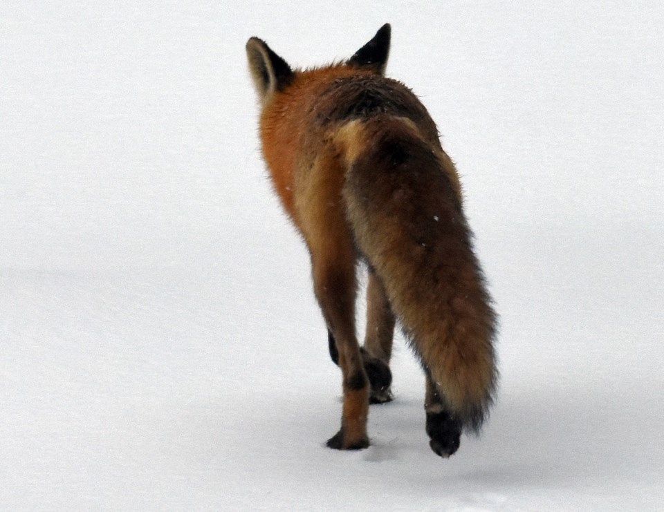 2018-12-30 red fox