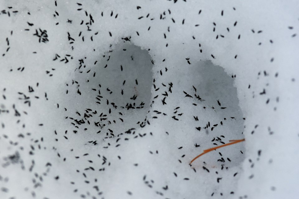 20180119_Adams reserve_snow fleas (Hawke) (2)