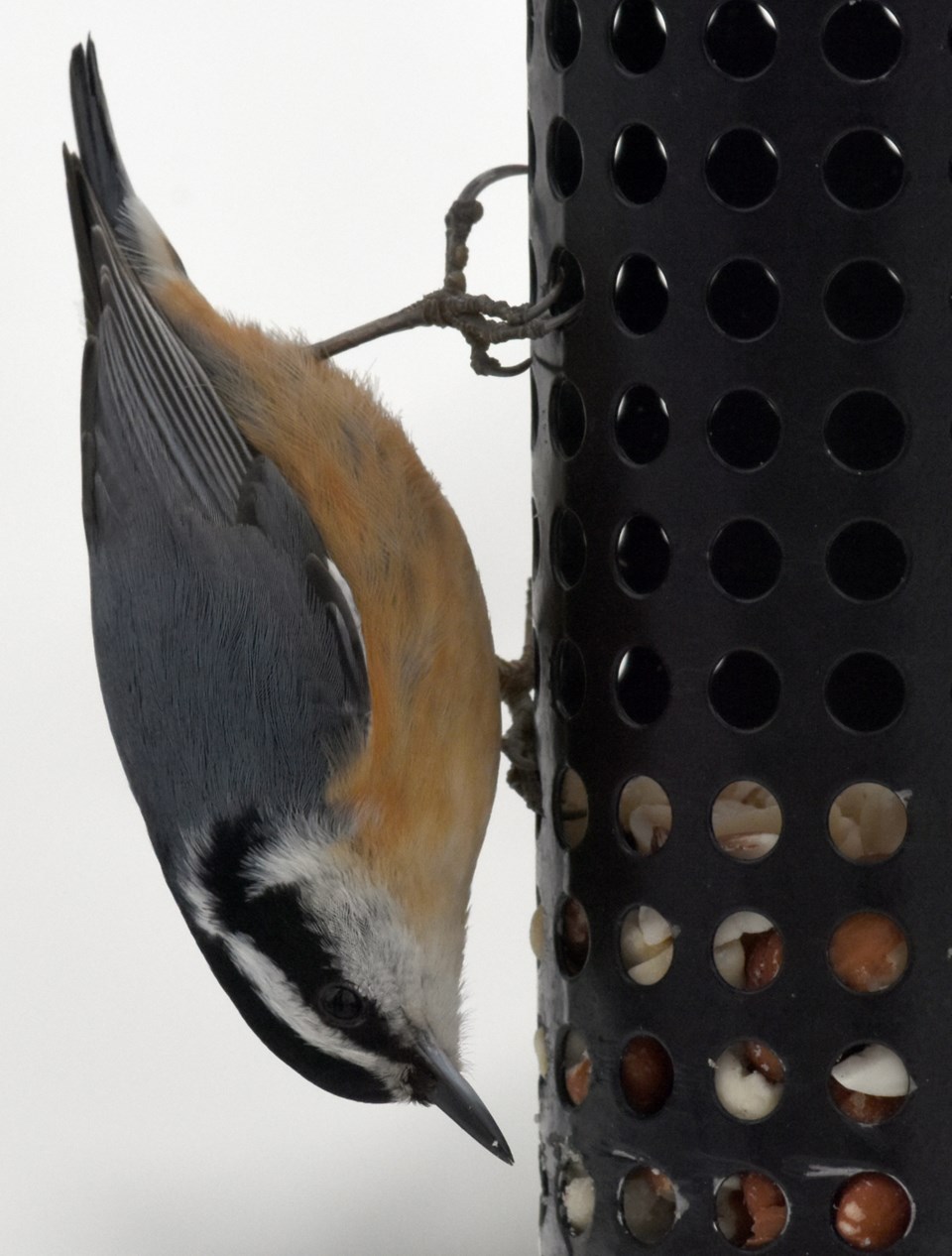 20180407_valk-valley_red-breasted-nuthatch-hawke-2