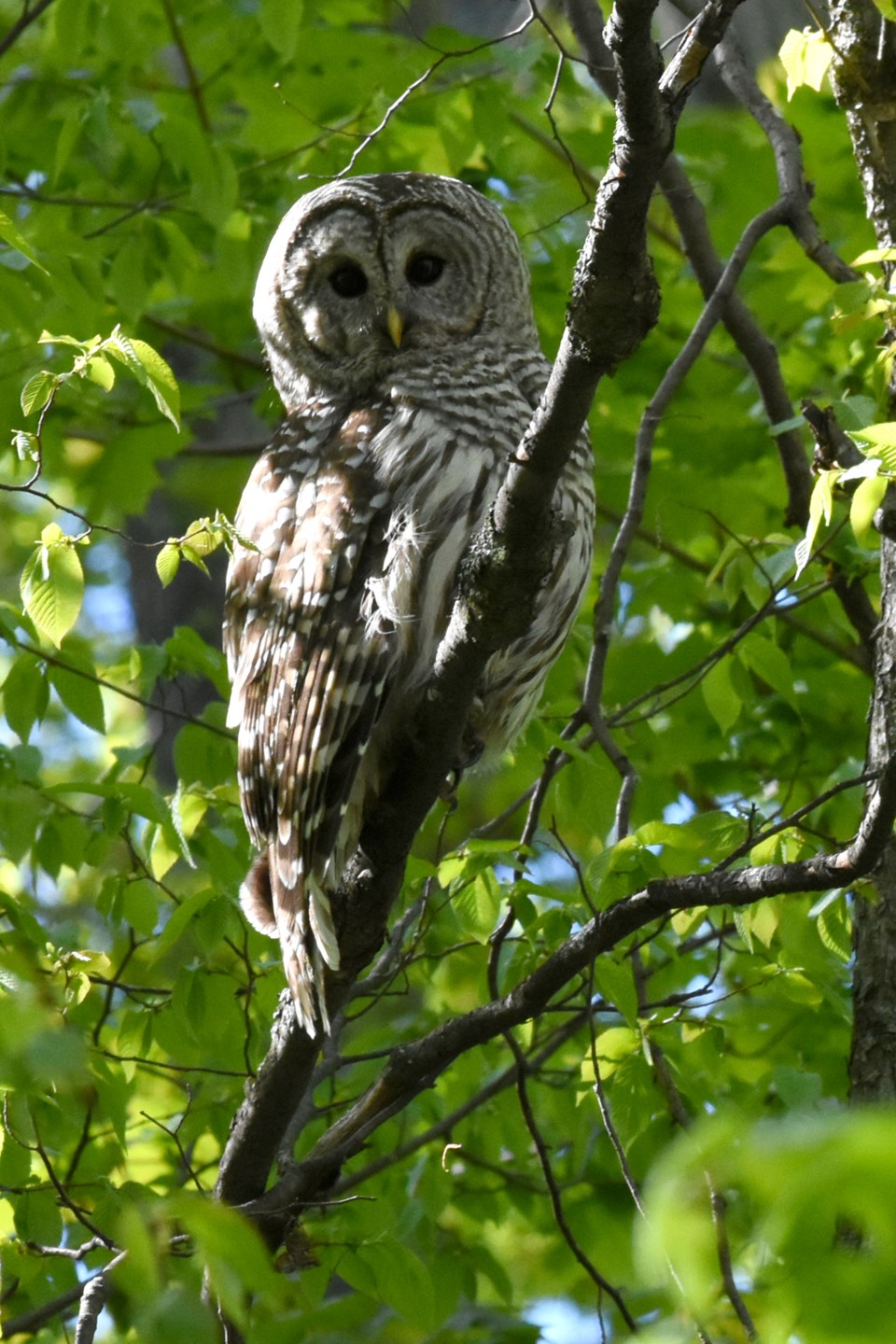 20180520_Barred Owl.jpg