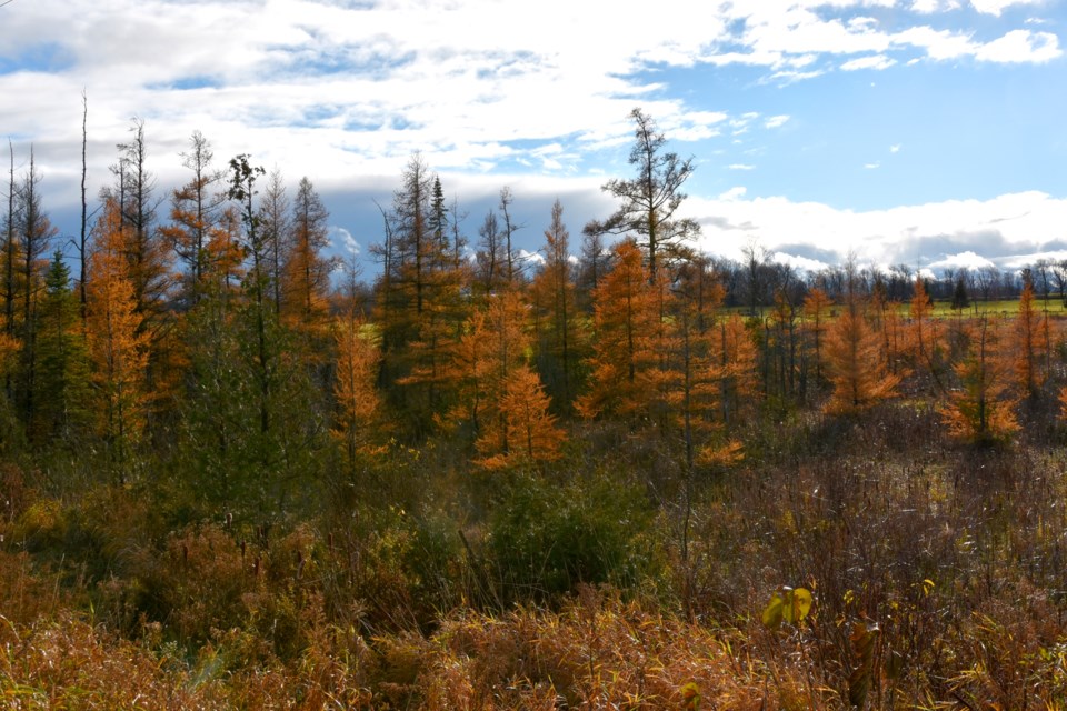20181108_Tamaracks_ (13)