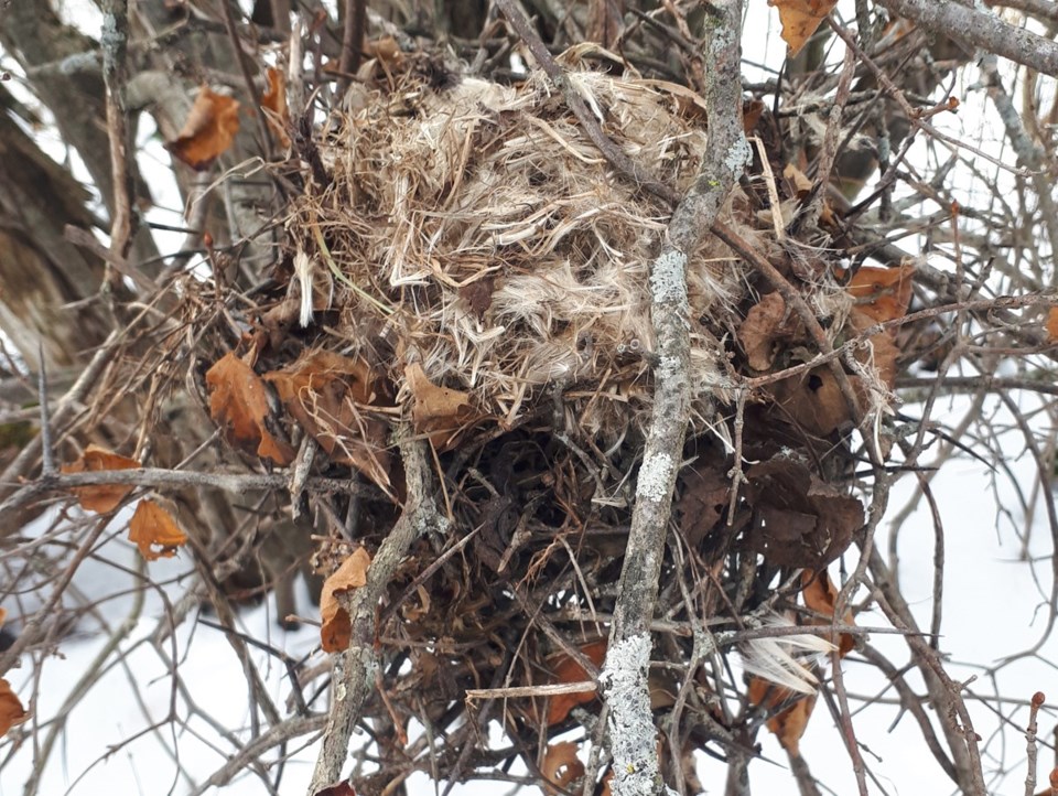 2019-01-06 mouse nest hawke
