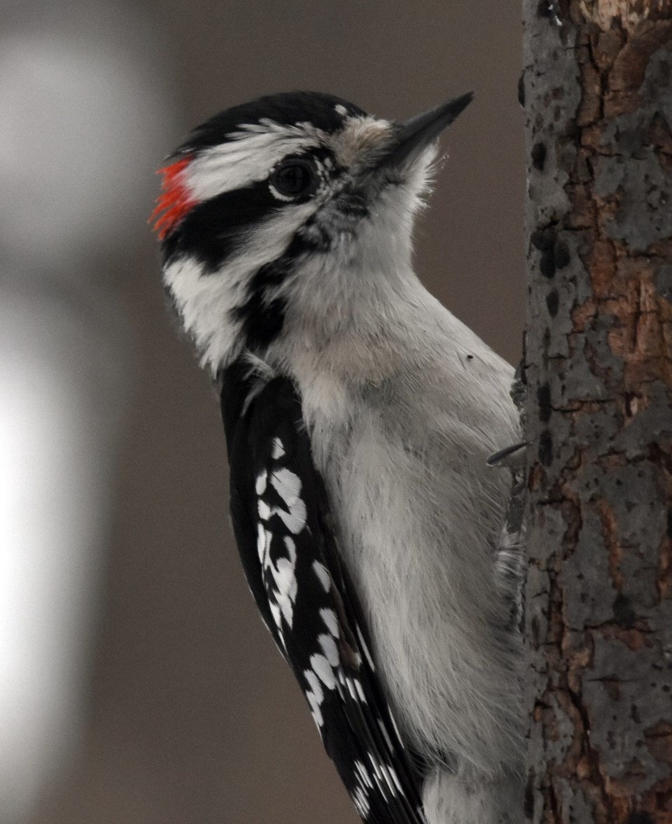 2019-01-20 woodpecker hawke