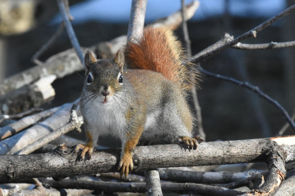 2019-01-27 red squirrel