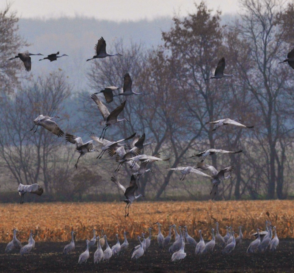 2019-02-24 hawke sandhill cranes