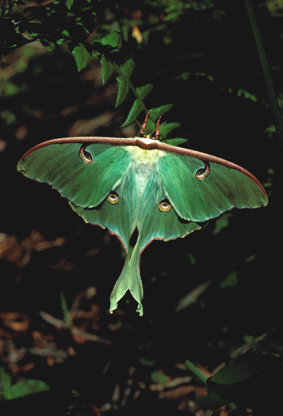 squishable luna moth