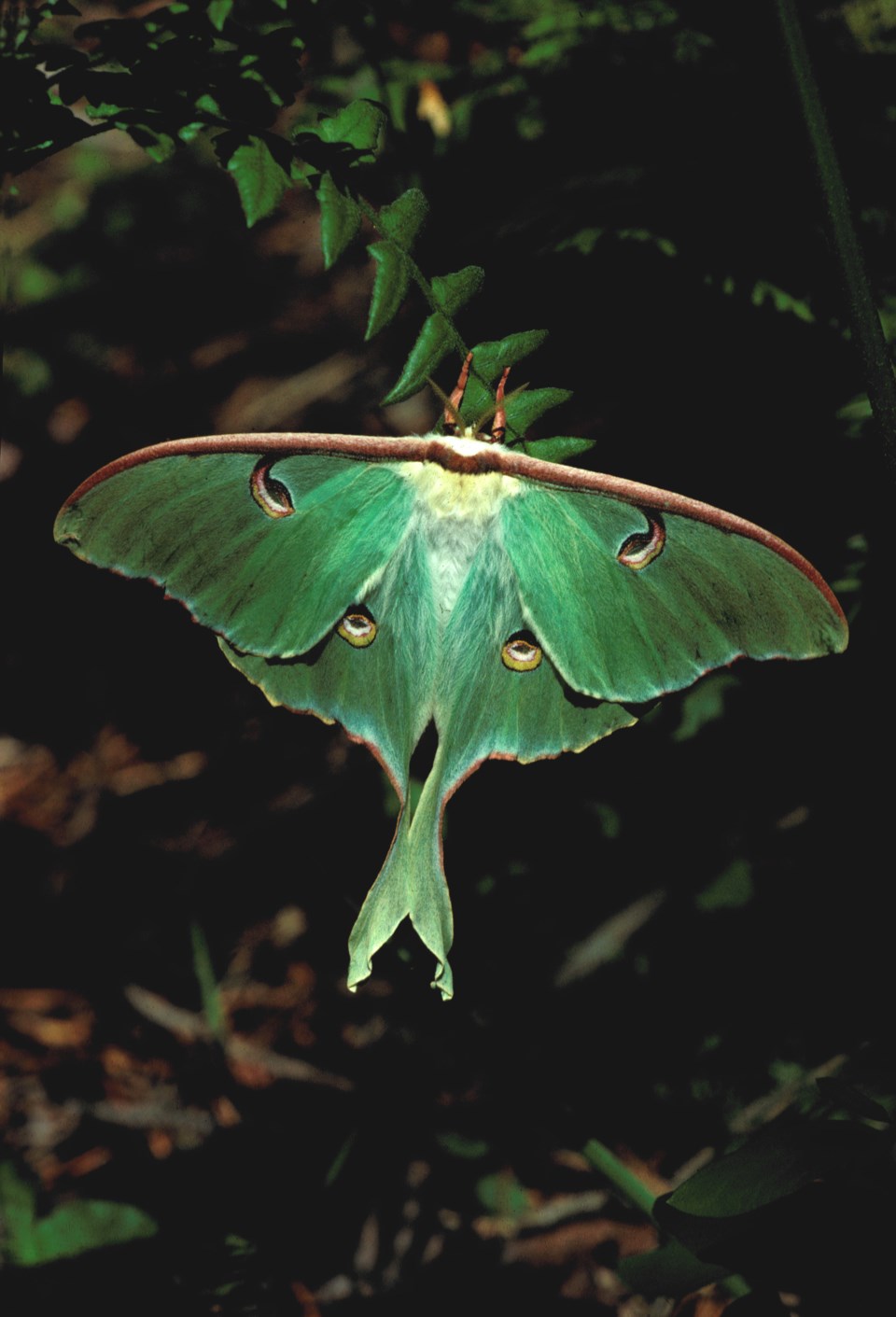 2019-07-13 Luna moth