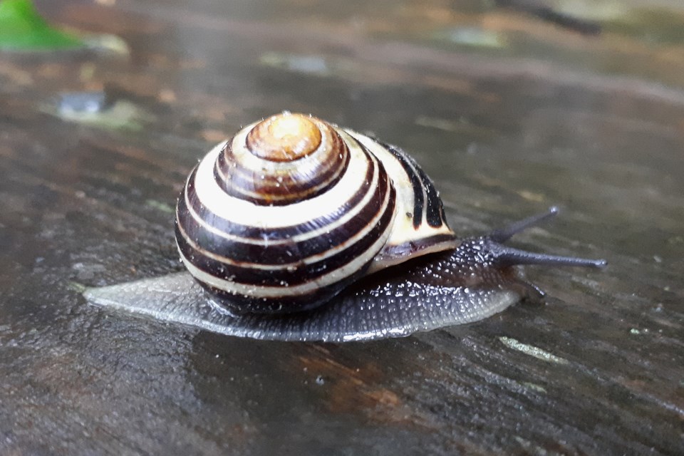 2019-08-30 snail by David Hawke