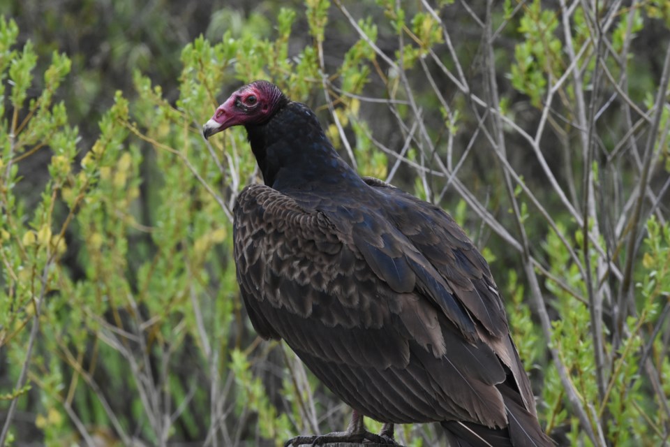 20190529_Rockview Road_Turkey Vulture (Dave) (2)