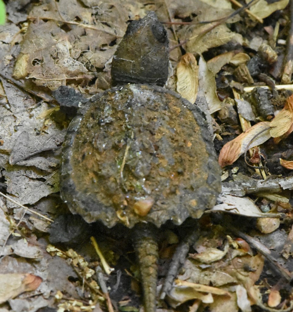 20190705_tc-agnew_snapping-turtle-young-2