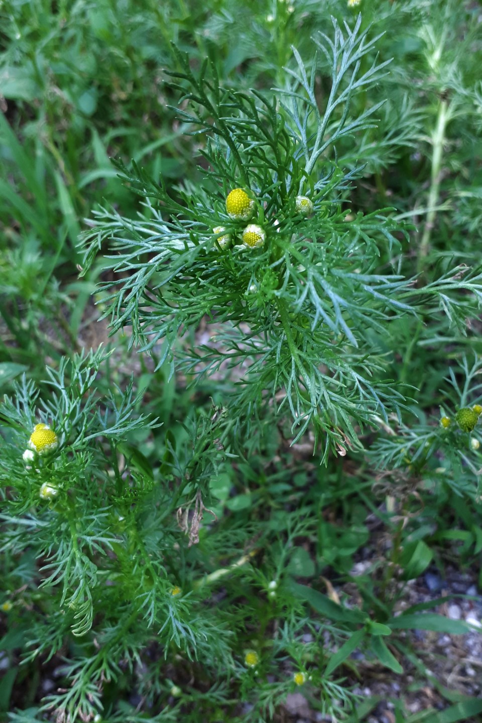 20190801_Valk Valley_Pineapple weed