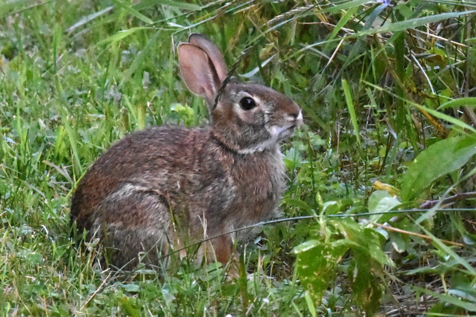 20190808_Valk Valley_Cottontail Rabbit (Hawke) (4)
