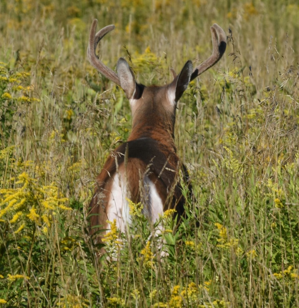 20190901_Valk Valley_buck in meadow (Hawke) (2)