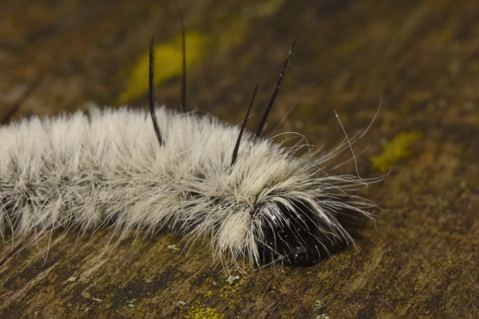 20190917_Valk Valley_Dagger Moth (Hawke)