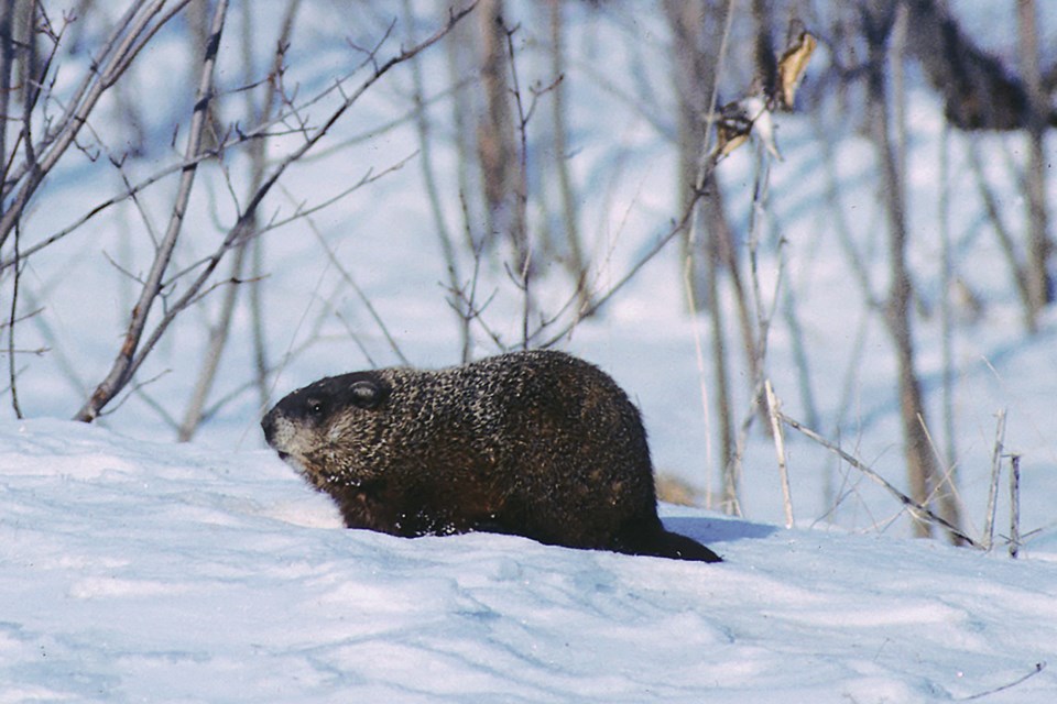 2020-01-31 groundhog by David Hawke