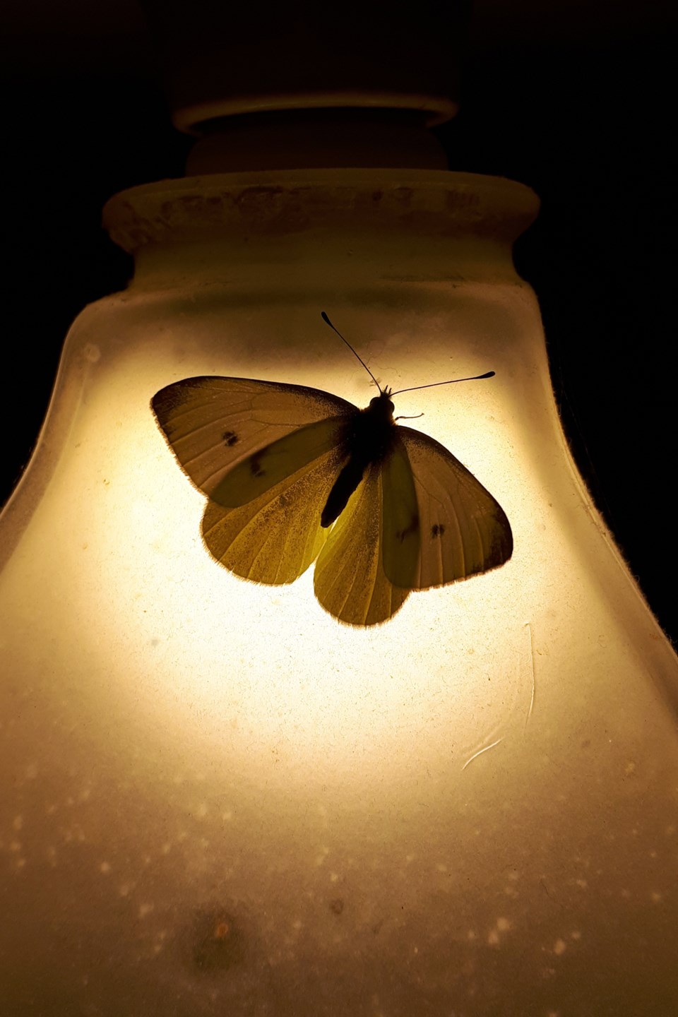 20200119_Valk Valley_Cabbage White (Hawke) (7)