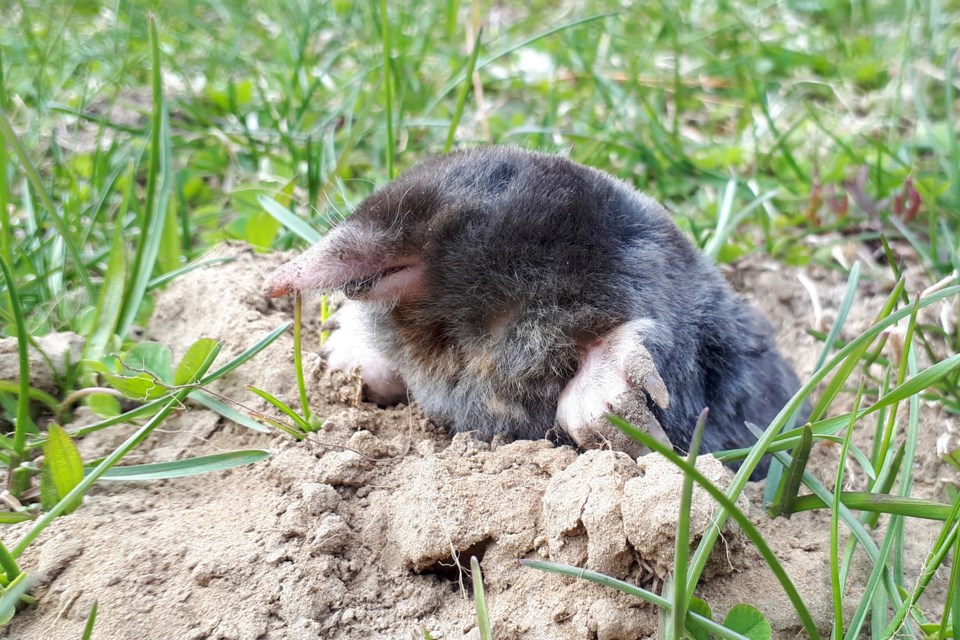Hairy-tailed moles live the vast majority of their lives underground and are nature's perfect tunneling machine. David Hawke/OrilliaMatters