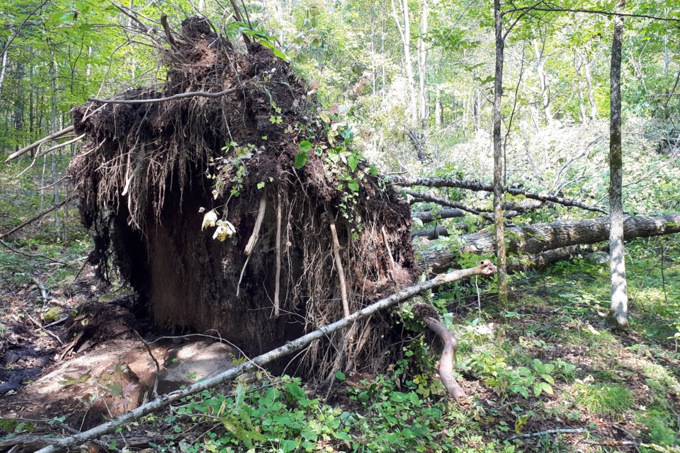 Don't despair! Fallen trees are vital to the health of our forests