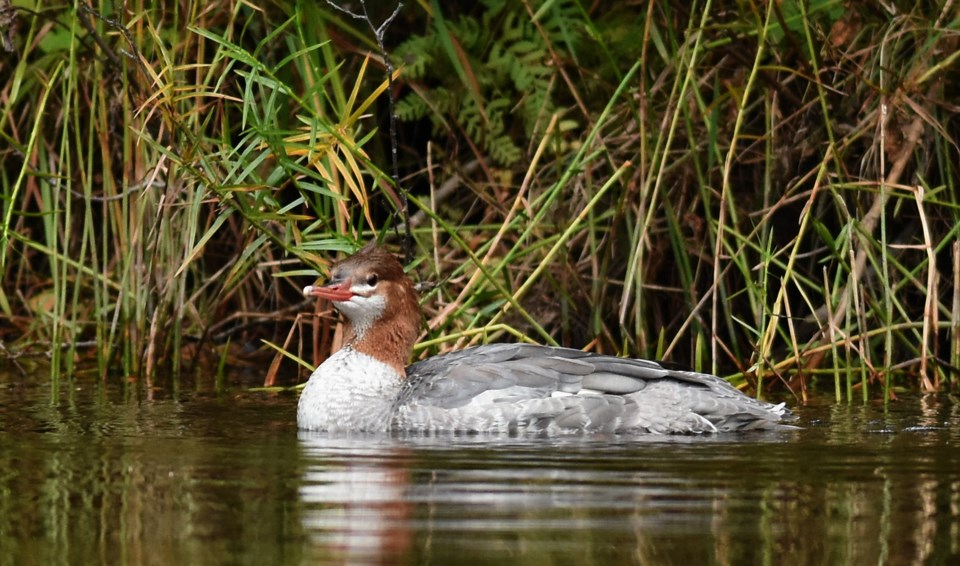 20201006_Algonquin Park_Pog Lake_Com Mergansers (Hawke) (6)