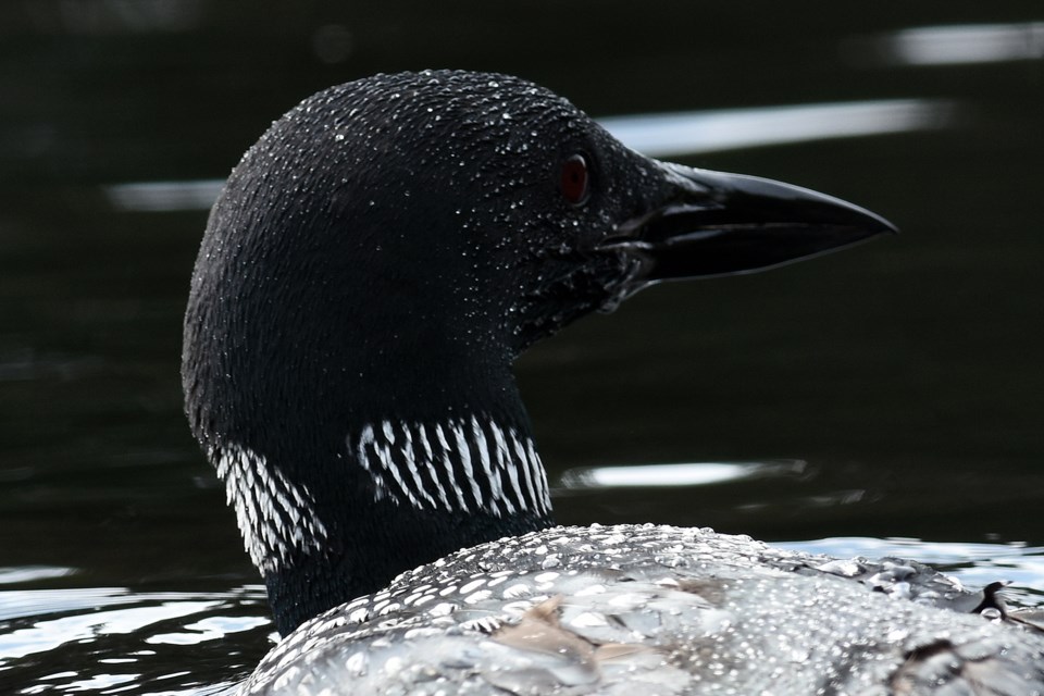 20201006_Algonquin Park_Pog Lake_Common Loon (Hawke) (11)