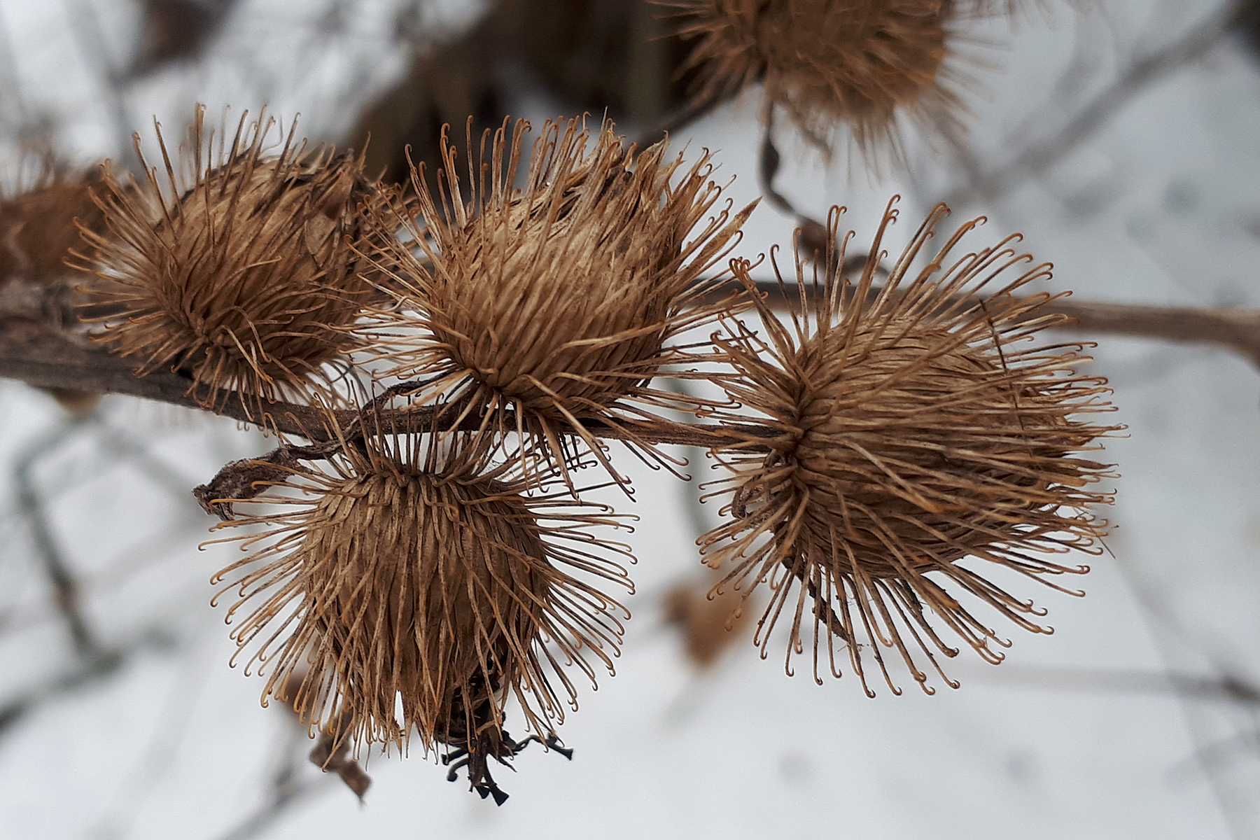 Did you know those reviled burrs are the secret behind Velcro? - Orillia  News