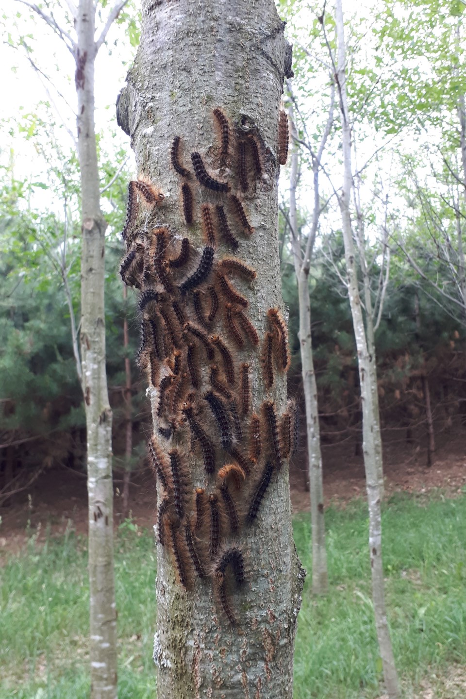 2021-06-26 gypsy moth caterpillars