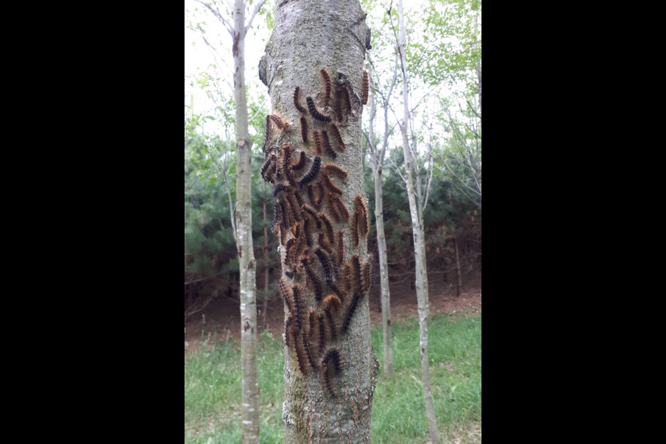 Gypsy moth caterpillars