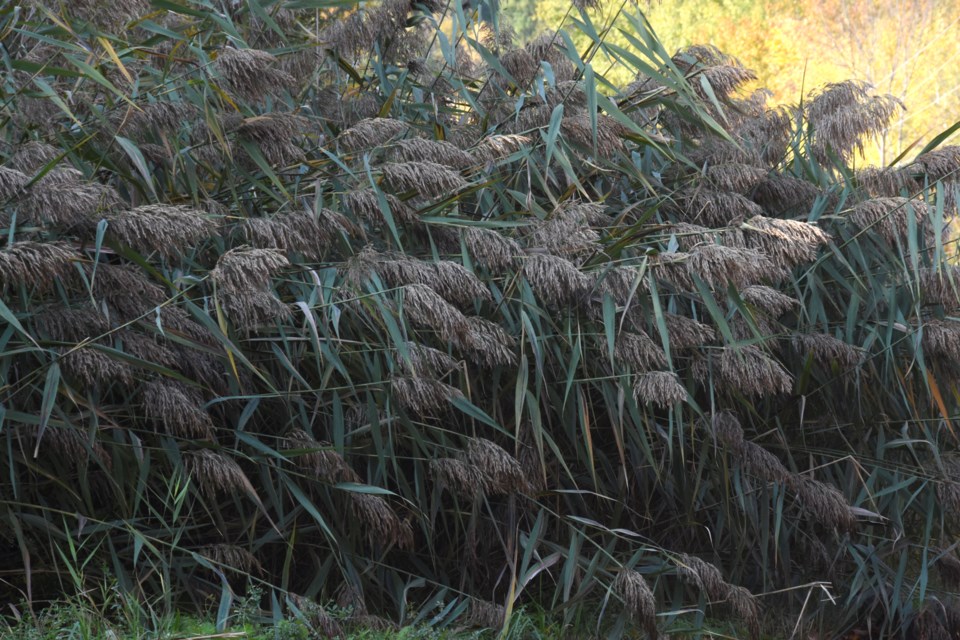 2021-07-03 Phragmites David Hawke