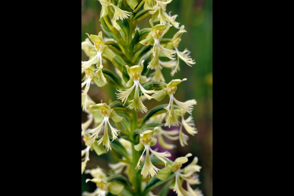Ragged fringed orchid