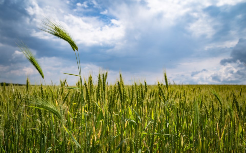 2022-08-11-pexels-anton-atanasov-farmland-field